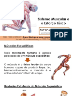 Sistema Muscular e o Esforço Físico