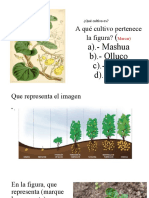 Examen de Tuberosas y Raices