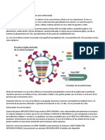 VIRUS Influenza B