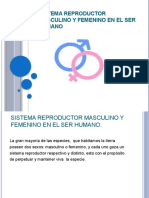 Sistema Reproductor Masculino y Femenino en El Sermm