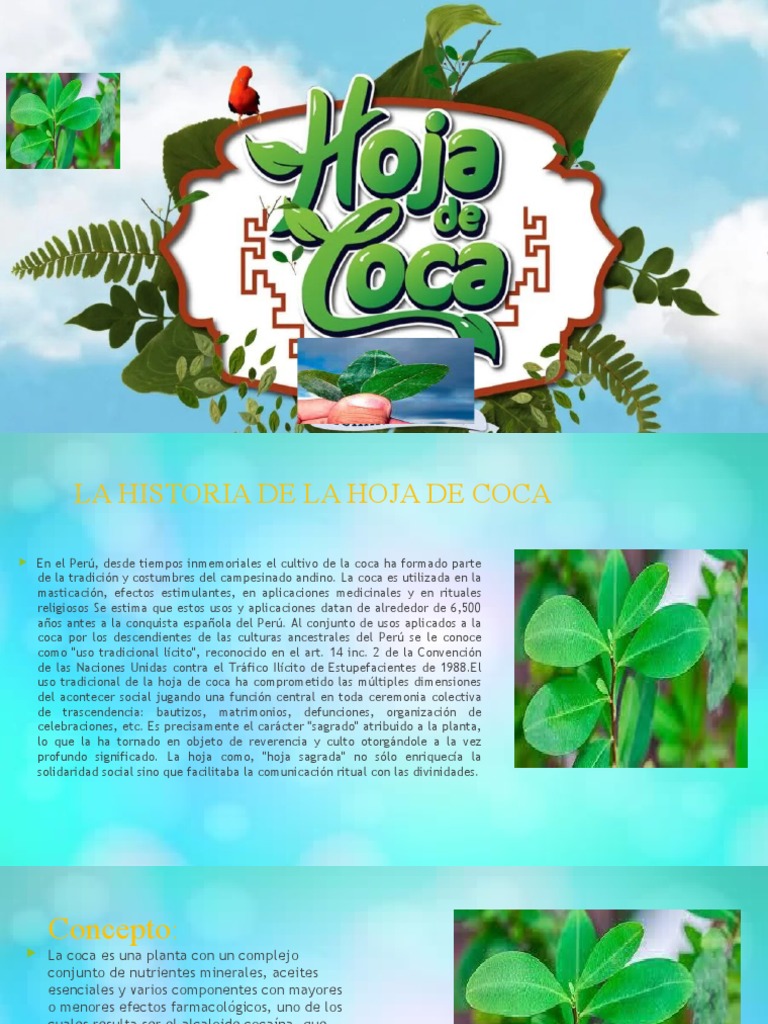 Hoja de Coca PDF Cocaína Compuestos químicos