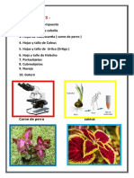 Botànica - Trabajo Modulo 2
