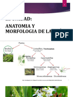 III Anatomía y Morfología de La Raíz