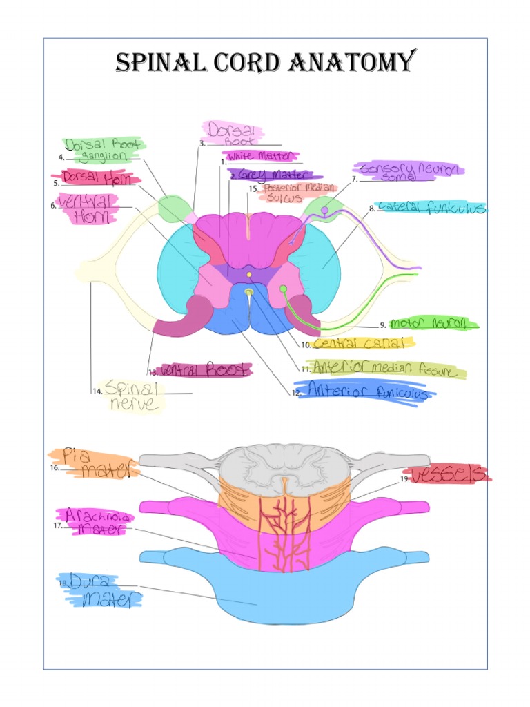Spinal Cord Anatomy Biology Diagrams