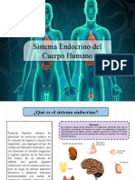 sistema endocrino