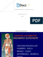 Anatomia Brazo y Codo 94974 Downloable 748325