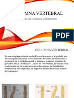 Columna Vertebral (Copia)
