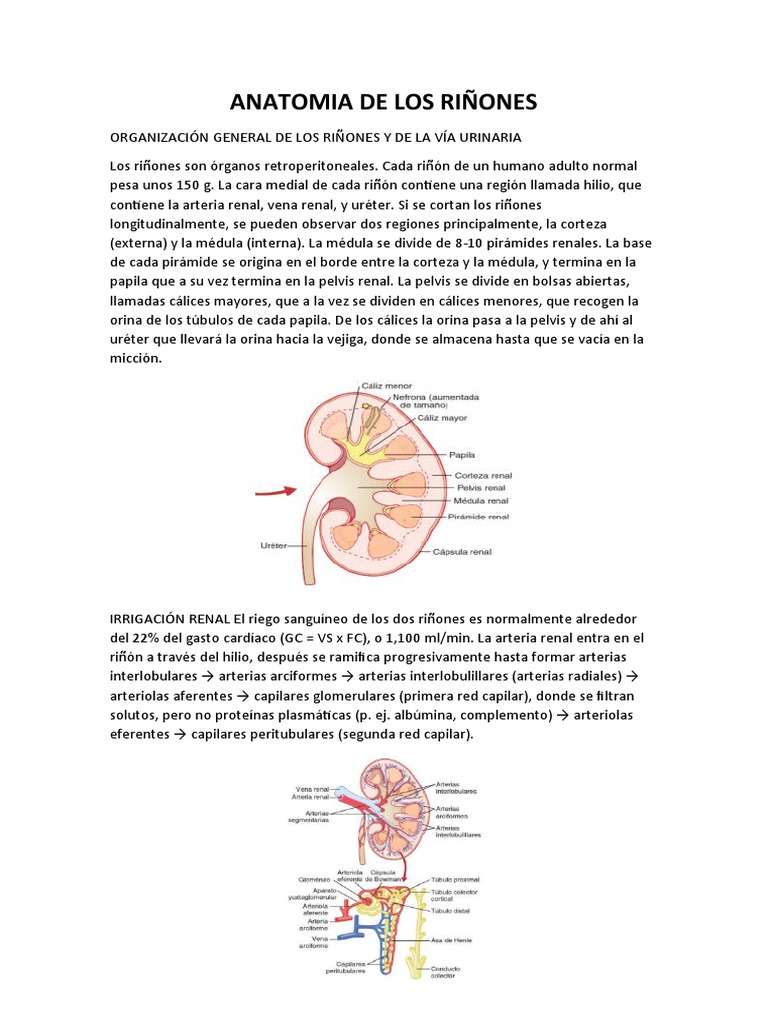 Anatomía y Función de los Riñones | PDF | Riñón | Anatomia animal