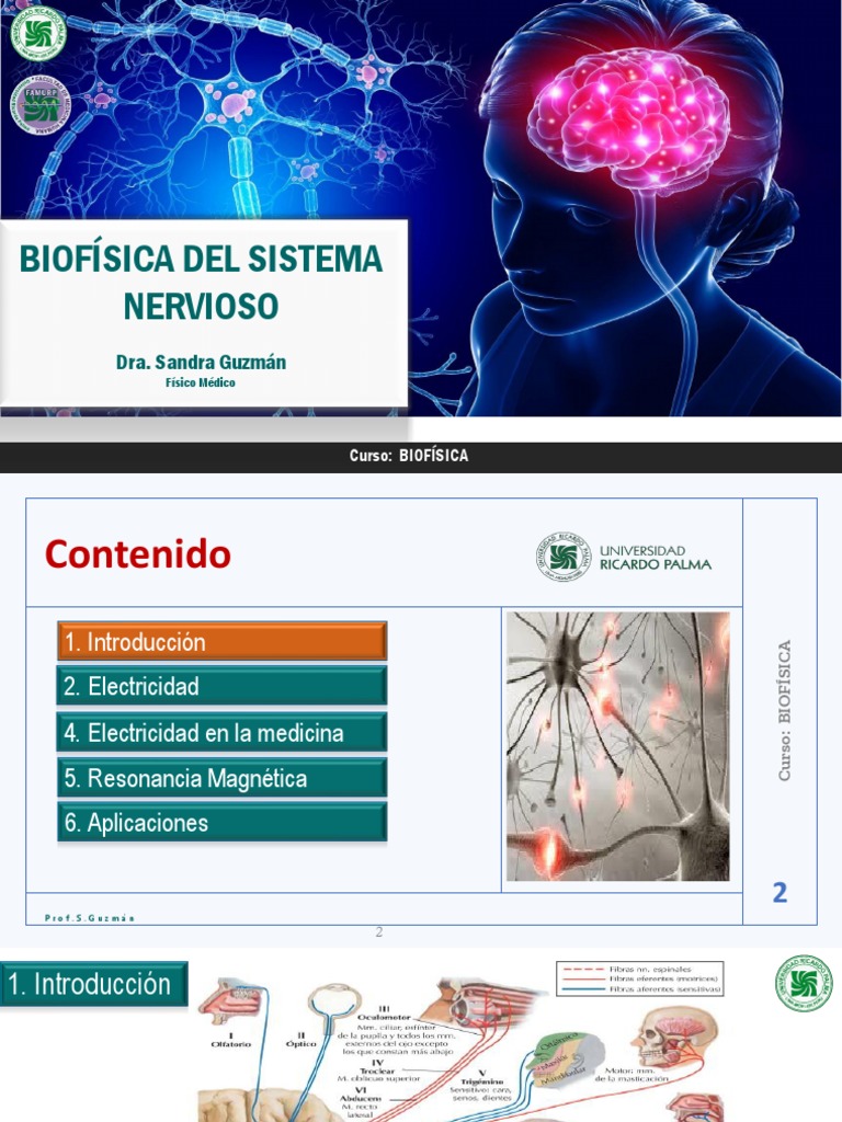 Clase 4 - Biofisica Sistema Nervioso Alumno | PDF | Electromiografia ...