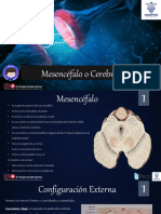 Mesencefalo