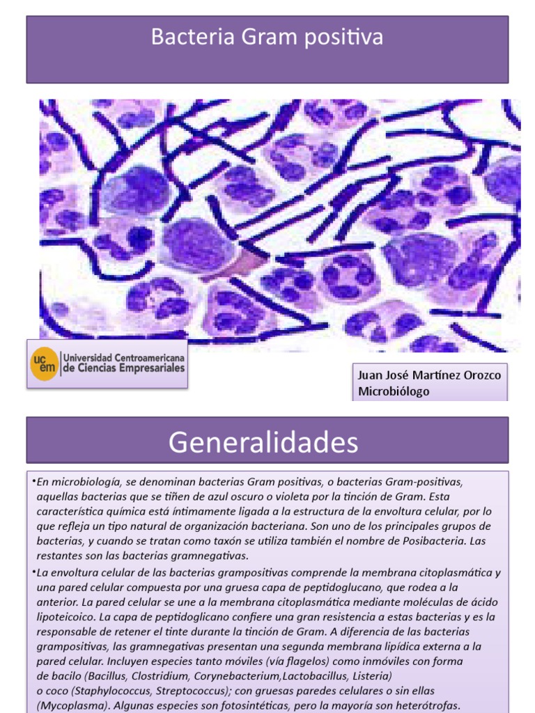 Estructura de Bacterias Gram Positivas | PDF | Bacterias Gram Positivas ...