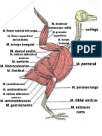 Flexor Cubital Del Carpo