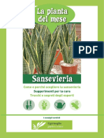 Scheda Sanseveria Il Germoglio Web