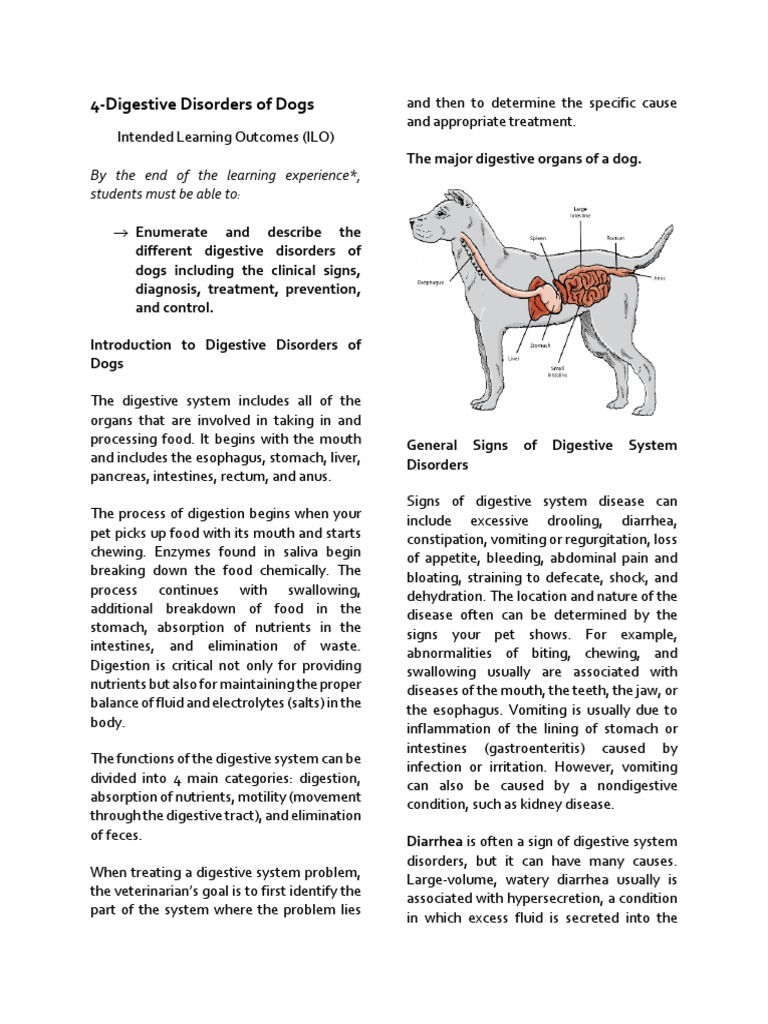 4 Digestive Disorders of Dogs PDF Human Tooth Periodontology