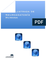 Guía Ilustrada Neuroanatomía Humana