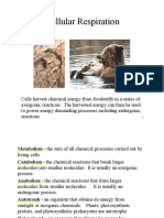 Week 7 Cellular Respiration