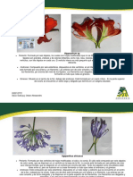 Colección de Flores y Descripción