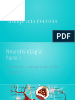 Clase 5 y 6 Neurofisiologia