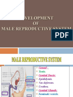 Development of Male Reproductive System