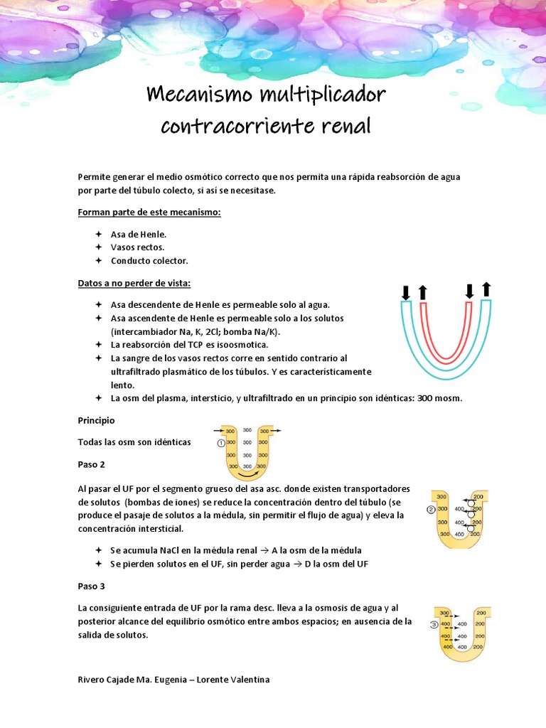 Mecanismo Multiplicador Contracorriente PDF Anatomia animal Química