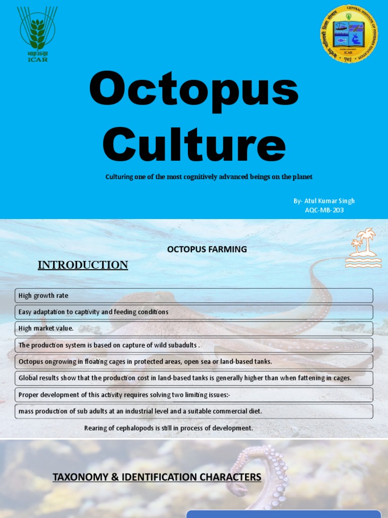 Octopus Culture PDF Octopus Spawn (Biology)