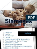 siameses 2