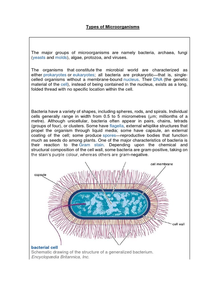 Overview of Microorganism Types | PDF