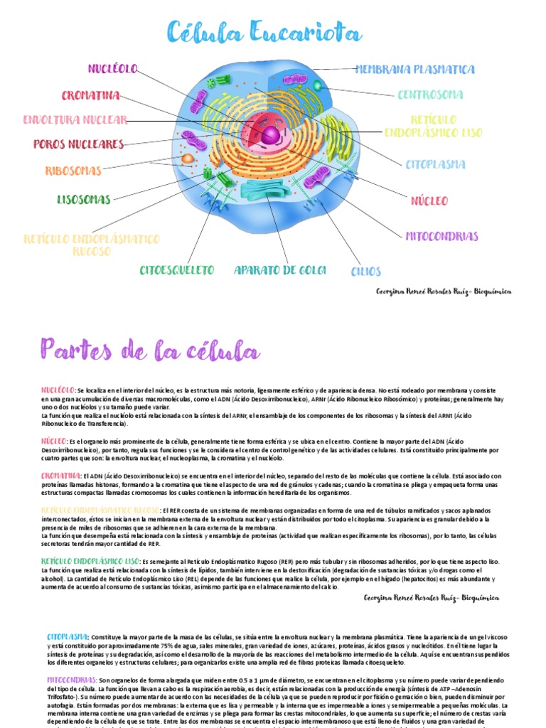 Partes y Funciones de la Célula Eucariota | PDF | Citoplasma | Nucleo ...