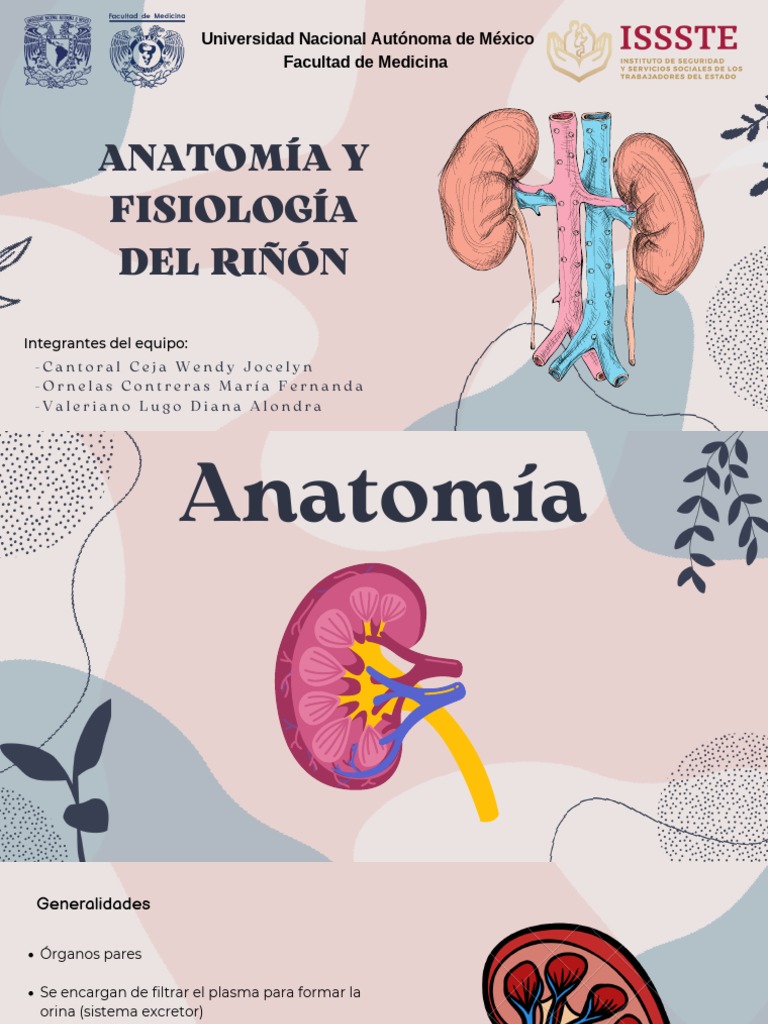 Anatomía y Función del Riñón | PDF | Riñón | Anatomía