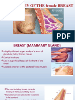 Anatomy of Female Breast 1