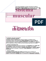 Sistema Muscular.