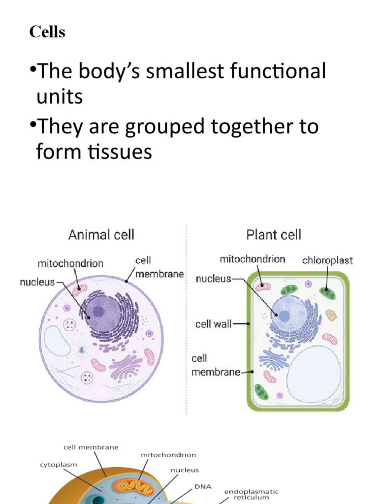 Cell Structure | PDF