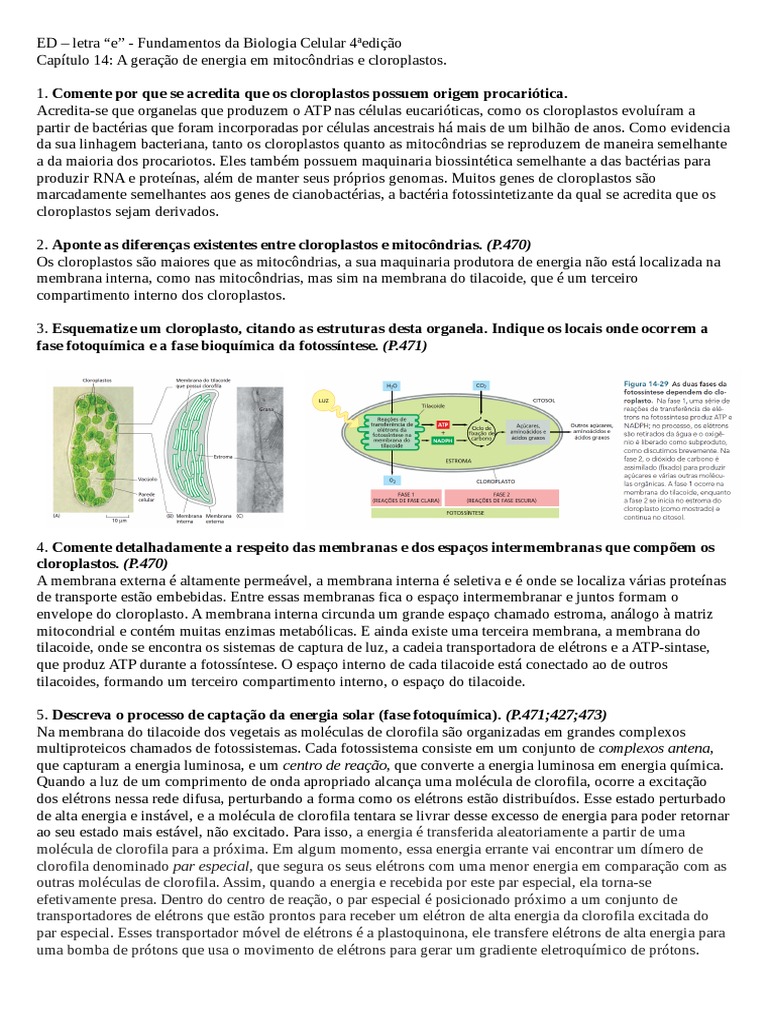 Estudo Dirigido - Clotoplastos | PDF | Clorofila | Mitocôndria, image size:768x1024