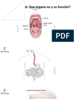 Clase#3 S.endocrino, Nervioso y Linfatico