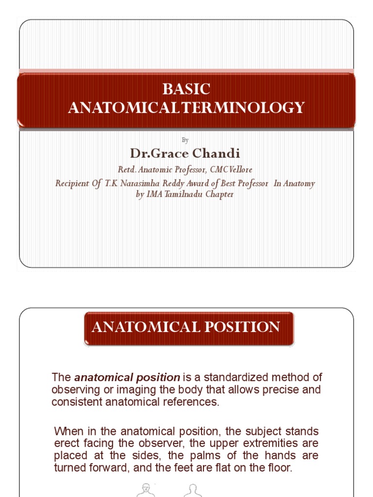 Anatomical Terms Of Location Biology Diagrams