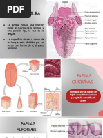 Láminas de Rexed | PDF | Dolor | Neurona