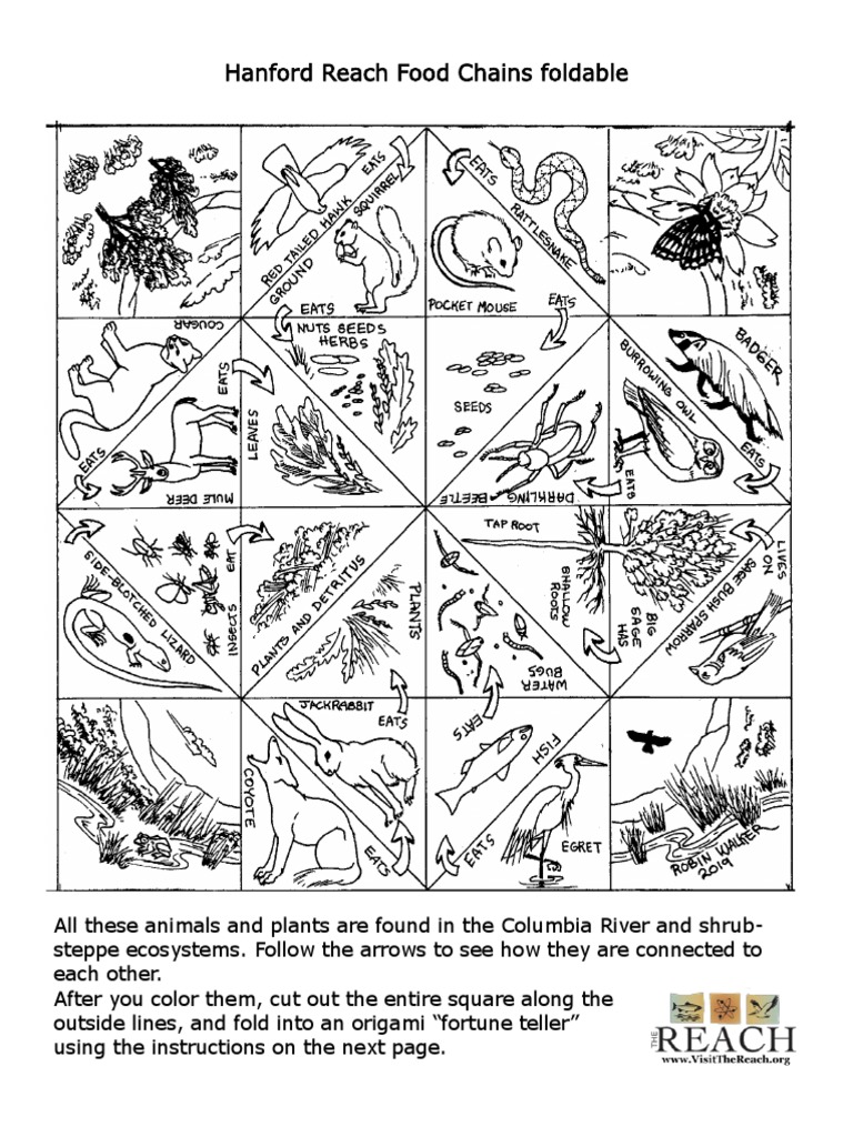 Food Chain Biology Diagrams