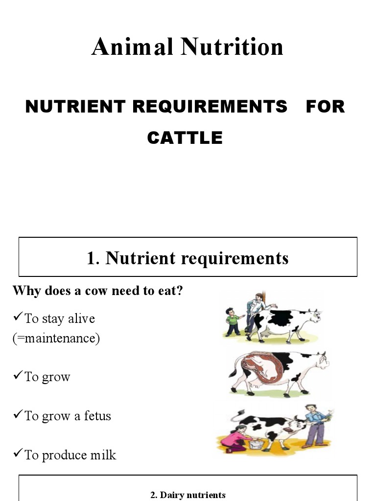 Nutrient Requirements for Dairy Cattle | PDF | Dairy Cattle | Milk