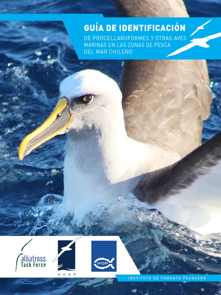 Guia de Identificacion de Los Procellariiformes y Otras Aves Marinas en ...
