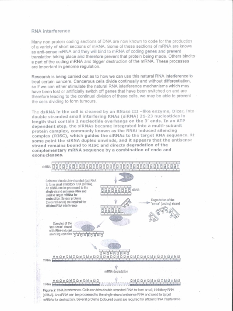 RNA Interference | PDF