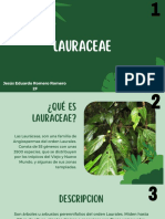Presentacion Lauraceae