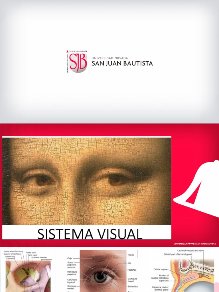 Sistema Visual Pdf Percepción Visual Ojo Humano