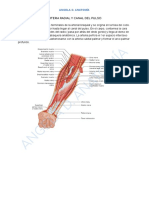Arteria Radial y Canal Del Pulso