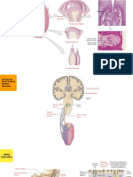 Anatomia Organos de Los Sentidos