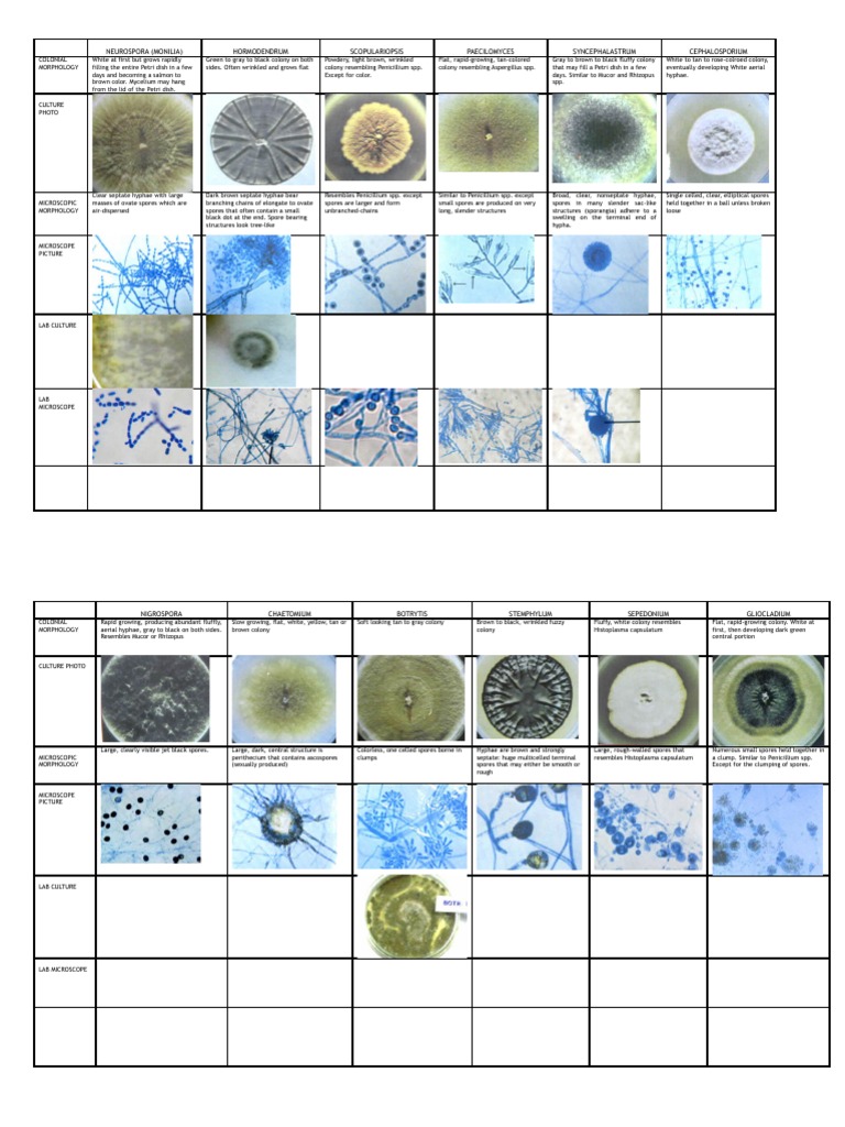 Mycology Lab1table | PDF | Fungus | Mold
