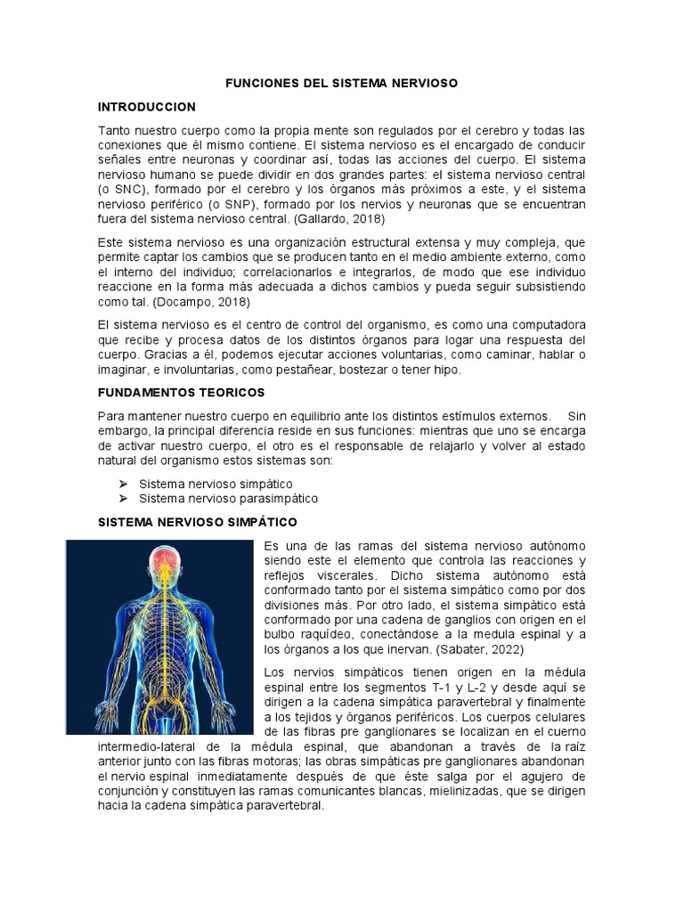 Funciones del Sistema Nervioso | PDF | Sistema nervioso | Médula espinal