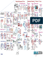 Cardiovascular Pathology - 030) Shock Hypovolemic, Cardiogenic, Obstructive, Distributive (Illustrations - Key)