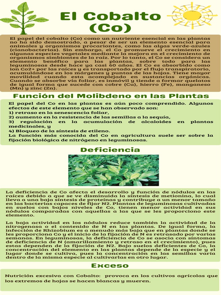 Infogracia Sobre El Cobalto en Las Plantas PDF Plantas Biología