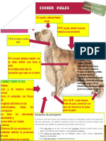 Mapa Mental Del Perro Cocker Ingles