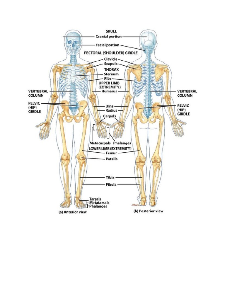 Esqueleto Humano y Sus Partes | PDF